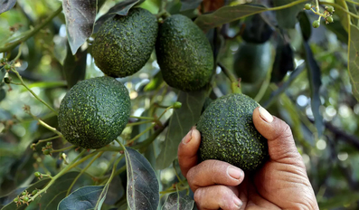 US suspends avocado imports 